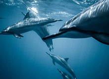 行云流水！卡马文加风骚脚后跟，居莱尔直塞，姆巴佩梅开二度